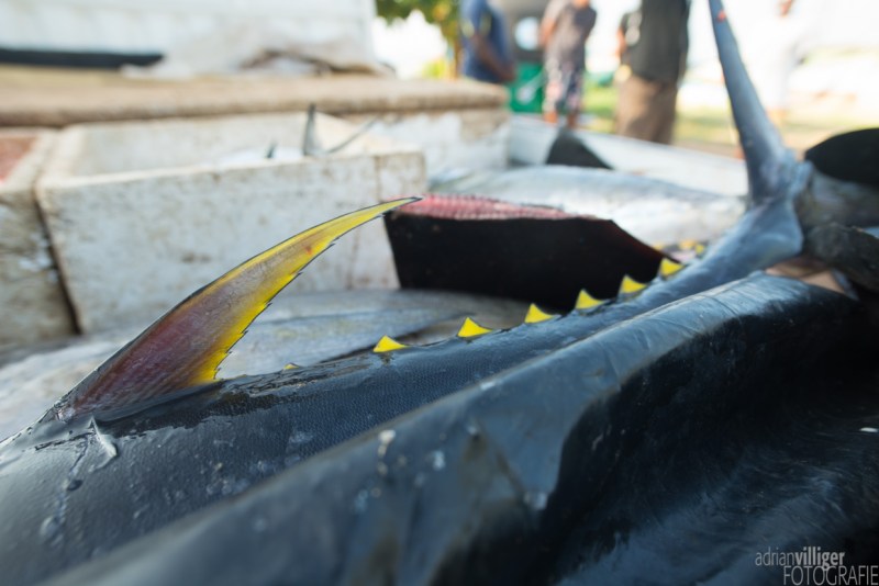 15_D600_SriLanka-7329