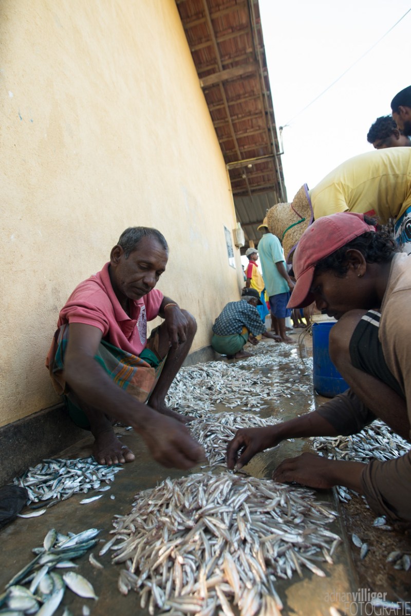 15_D600_SriLanka-7344