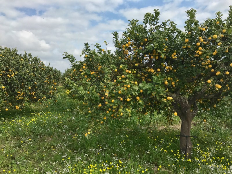 sicily_with_chris_1440px_72dpi-1-2